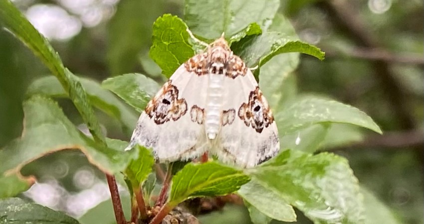 IMG_E9522.JPG