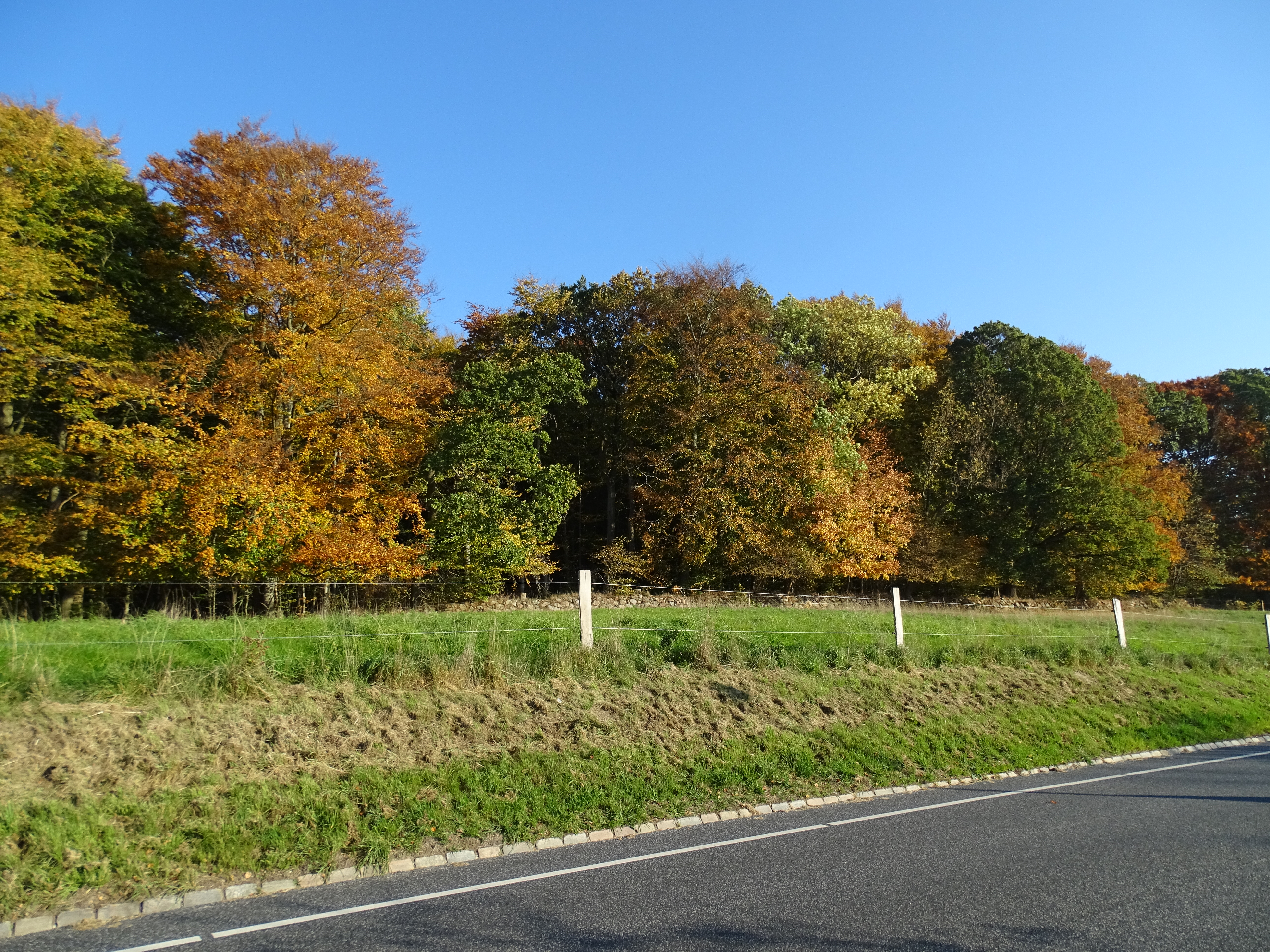Mere urørt skov.