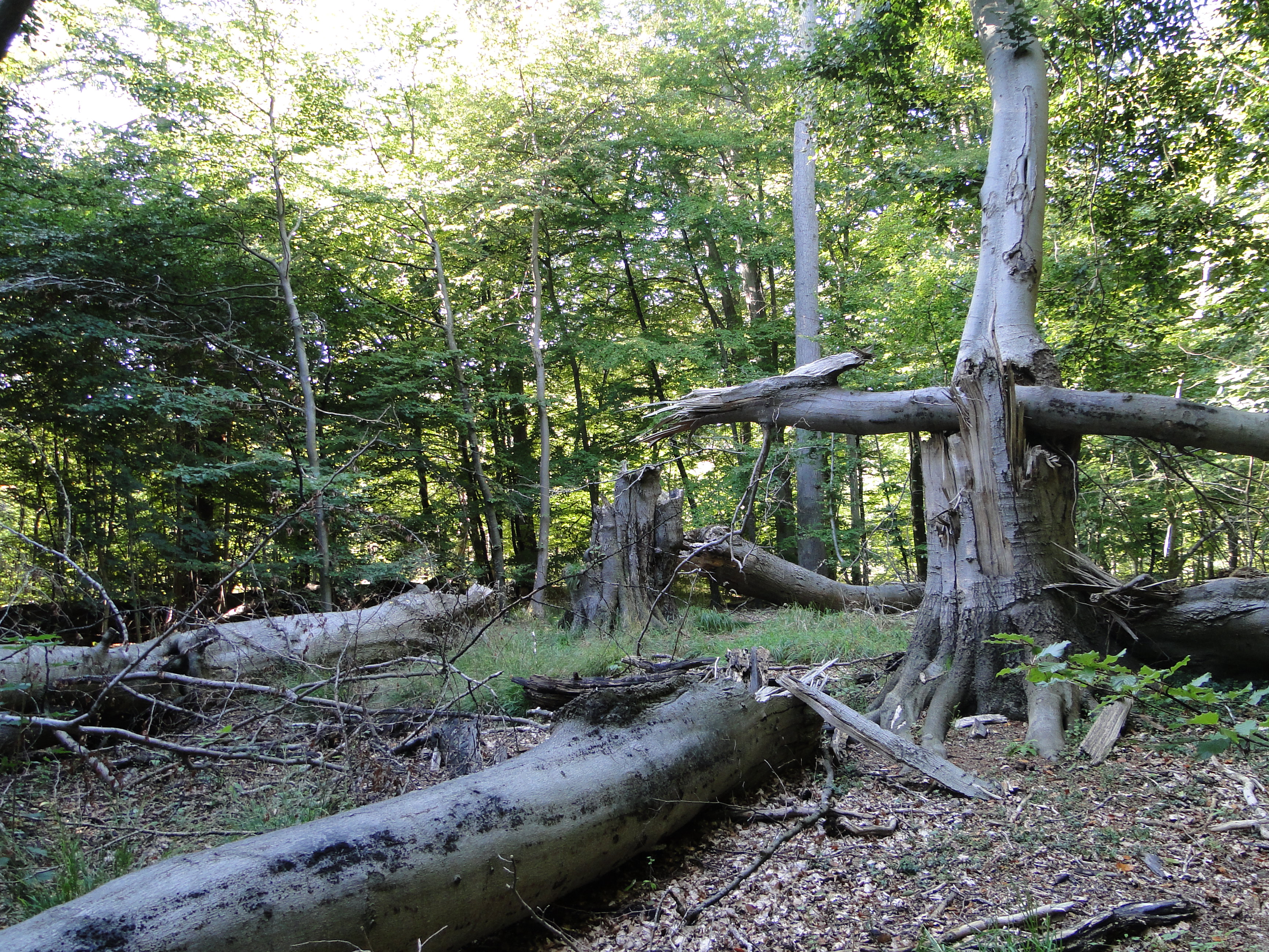 Urørt skov, Natura 2000 område og MTB spor