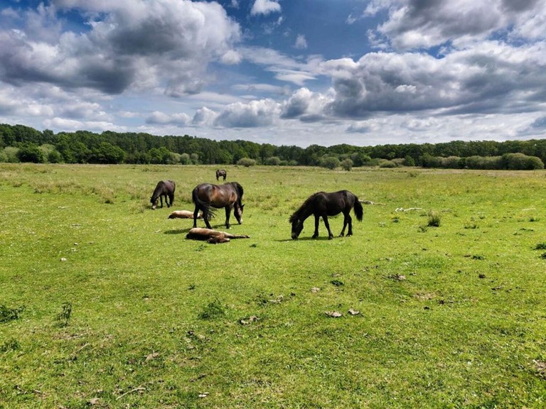Mere vild natur i Furesø