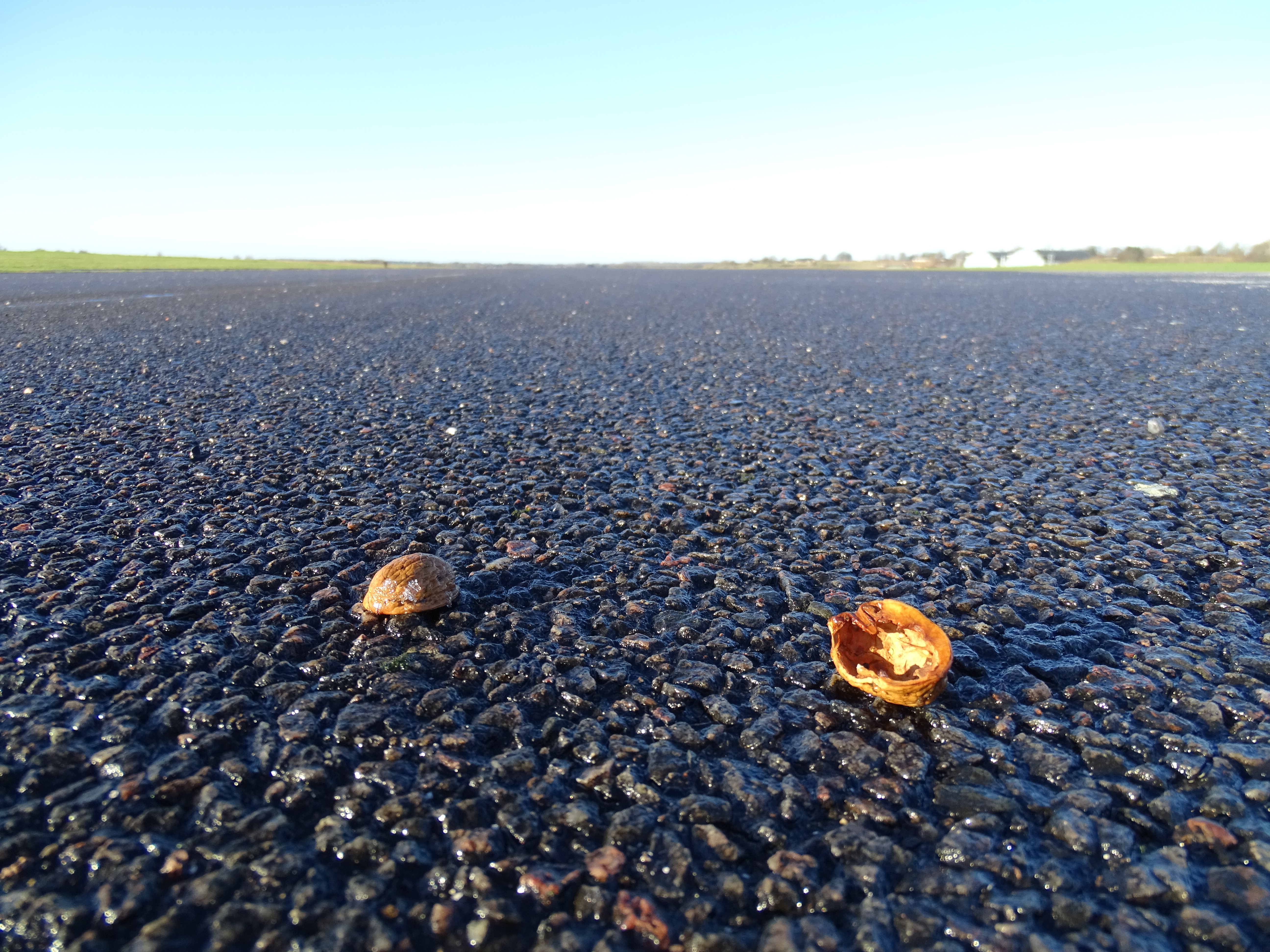 Kragerne på Flyvestationen